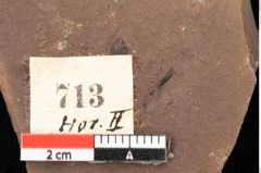 Foto (Detailansicht) von Myrica lignitum Unger (NHMW-GEO-2024-0188-0713)